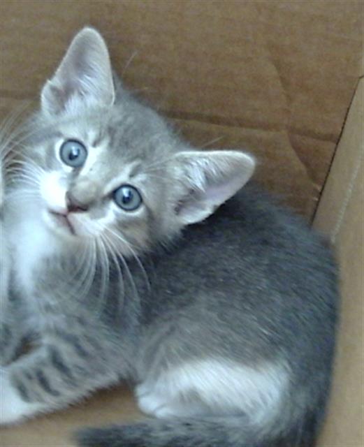 adoptable Cat in Dallas, TX named PUDDING