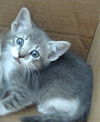adoptable Cat in dallas, TX named PUDDING