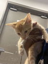 adoptable Cat in dallas, TX named DELIGHT