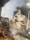 adoptable Cat in dallas, TX named CLEMENTINE