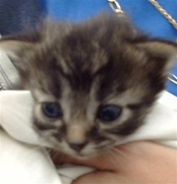 adoptable Cat in Dallas, TX named FAIRY