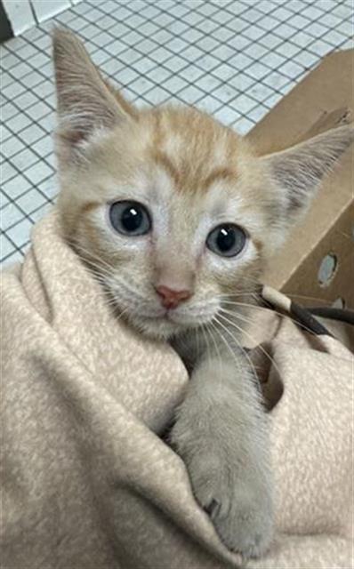 adoptable Cat in Dallas, TX named PENNY
