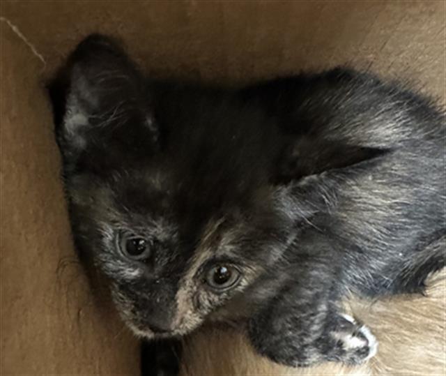 adoptable Cat in Dallas, TX named DARBY
