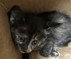 adoptable Cat in dallas, TX named DARBY