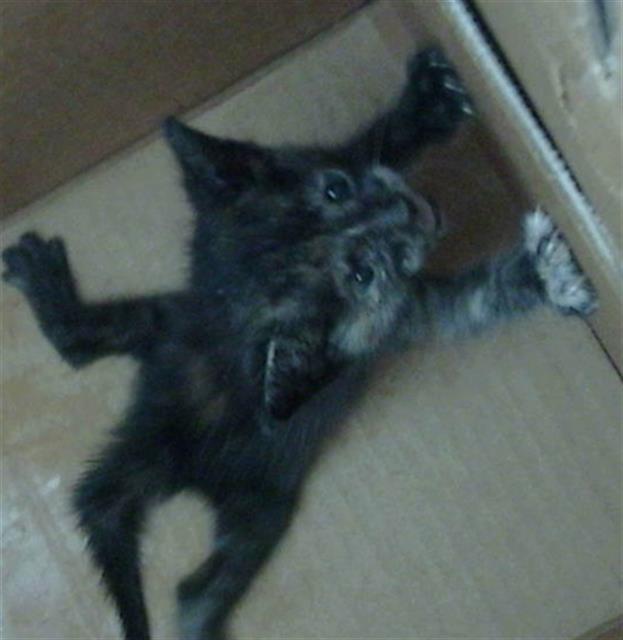 adoptable Cat in Dallas, TX named JUNO