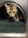 adoptable Cat in dallas, TX named CALYPSO