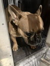 adoptable Dog in  named KILO