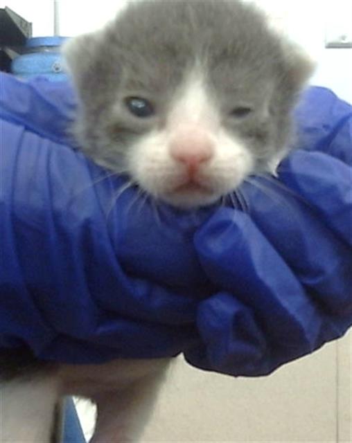 adoptable Cat in Dallas, TX named BLUEY