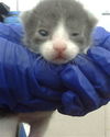 adoptable Cat in dallas, TX named BLUEY