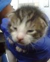 adoptable Cat in dallas, TX named MOON