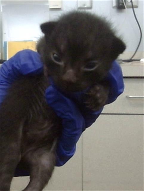adoptable Cat in Dallas, TX named LAVENDER