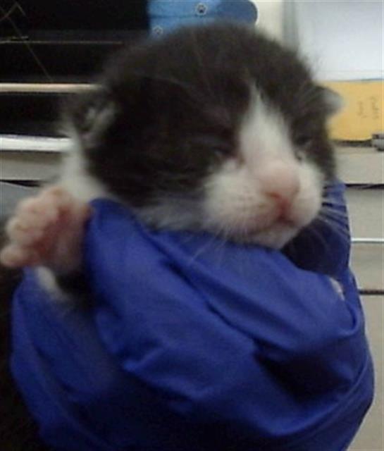 adoptable Cat in Dallas, TX named MILKSHAKE