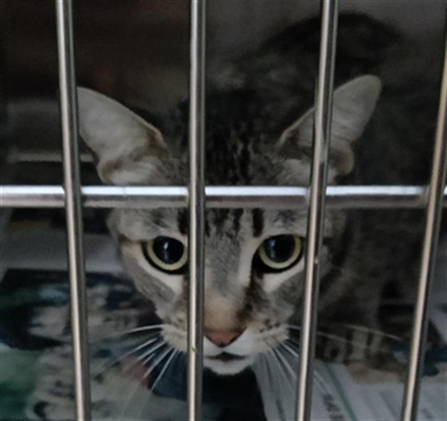 adoptable Cat in Dallas, TX named BARBARA