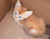 adoptable Cat in dallas, TX named LUCKY