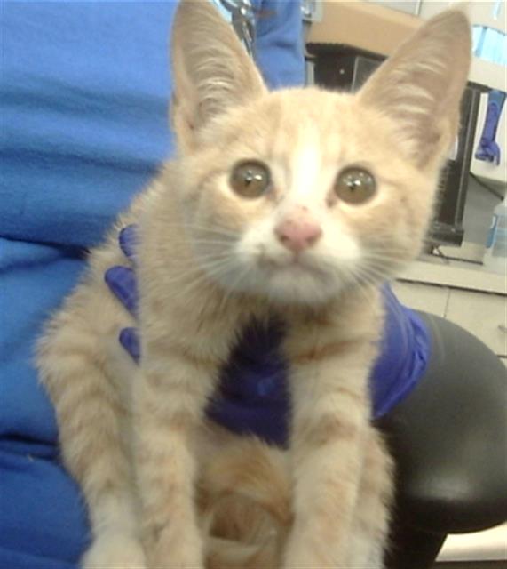 adoptable Cat in Dallas, TX named CYPRESS