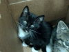 adoptable Cat in dallas, TX named FERN