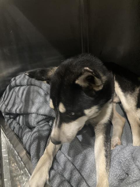 adoptable Dog in Dallas, TX named SMILEY