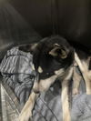 adoptable Dog in  named SMILEY