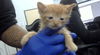 adoptable Cat in dallas, TX named AXEL