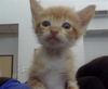 adoptable Cat in dallas, TX named BENJI