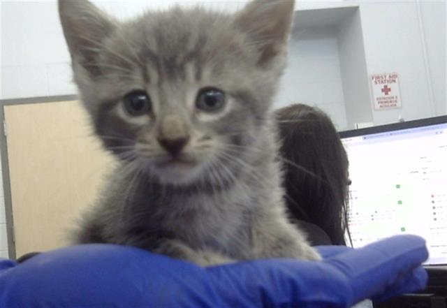 adoptable Cat in Dallas, TX named CERBERUS