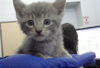 adoptable Cat in dallas, TX named CERBERUS