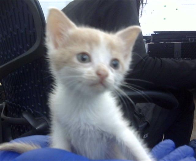 adoptable Cat in Dallas, TX named DELFINA