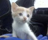 adoptable Cat in dallas, TX named DELFINA