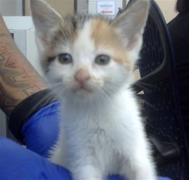 adoptable Cat in Dallas, TX named EMBER