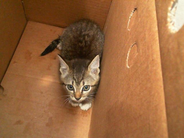 adoptable Cat in Dallas, TX named LUCI
