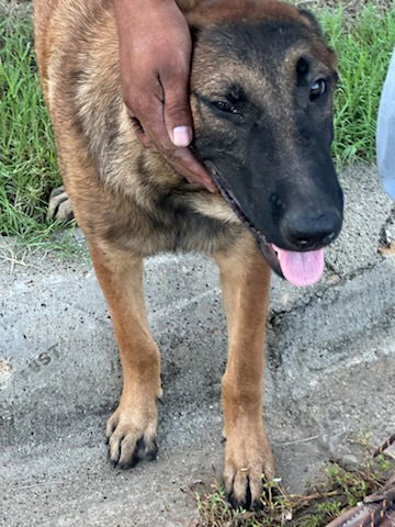 adoptable Dog in Dallas, TX named ROCKY