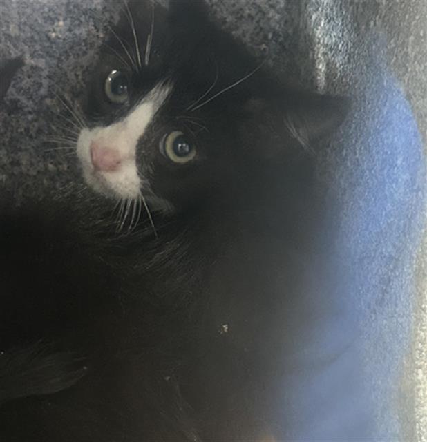 adoptable Cat in Dallas, TX named GUNTHER