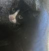 adoptable Cat in Dallas, TX named GUNTHER