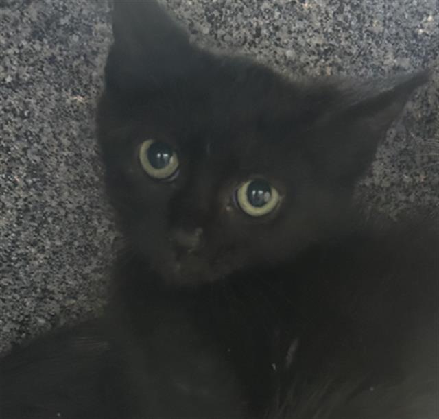 adoptable Cat in Dallas, TX named RIVER