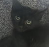adoptable Cat in Dallas, TX named RIVER