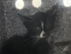adoptable Cat in Dallas, TX named LUNA
