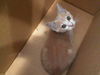 adoptable Cat in Dallas, TX named LEGEND