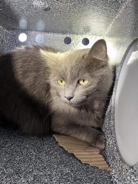 adoptable Cat in Dallas, TX named JACK