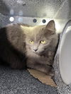 adoptable Cat in Dallas, TX named JACK