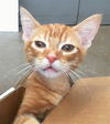 adoptable Cat in Dallas, TX named LORAX