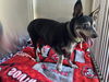 adoptable Dog in  named REBEL