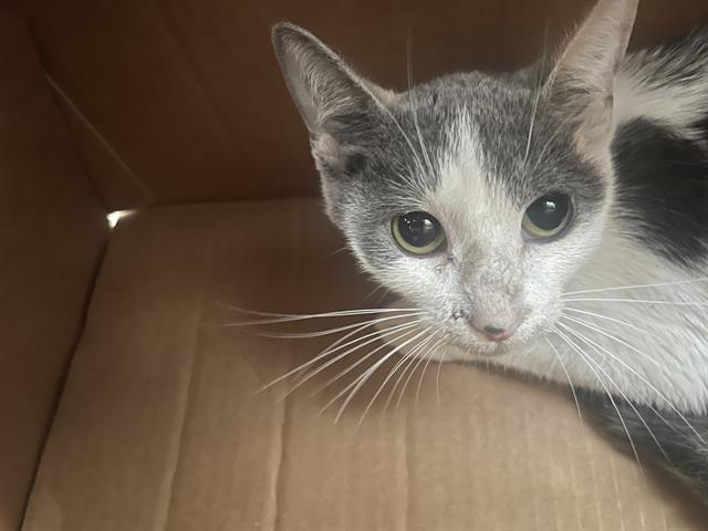 adoptable Cat in Dallas, TX named DINA