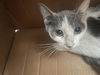adoptable Cat in dallas, TX named DINA
