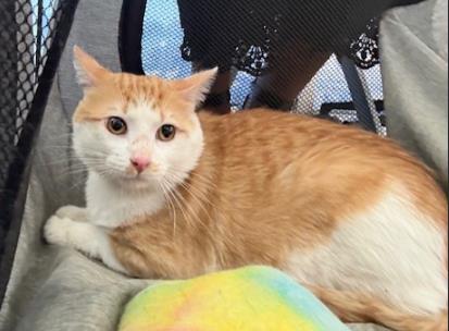 adoptable Cat in Dallas, TX named OLIVER