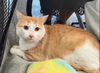 adoptable Cat in Dallas, TX named OLIVER
