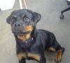 adoptable Dog in  named PALMER