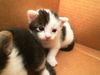 adoptable Cat in Dallas, TX named GIA