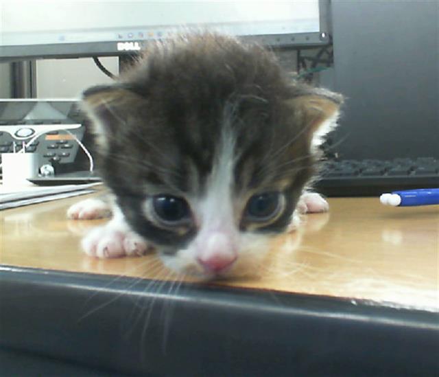 adoptable Cat in Dallas, TX named GENE