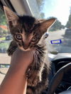 adoptable Cat in  named MR HAM SANDWICH