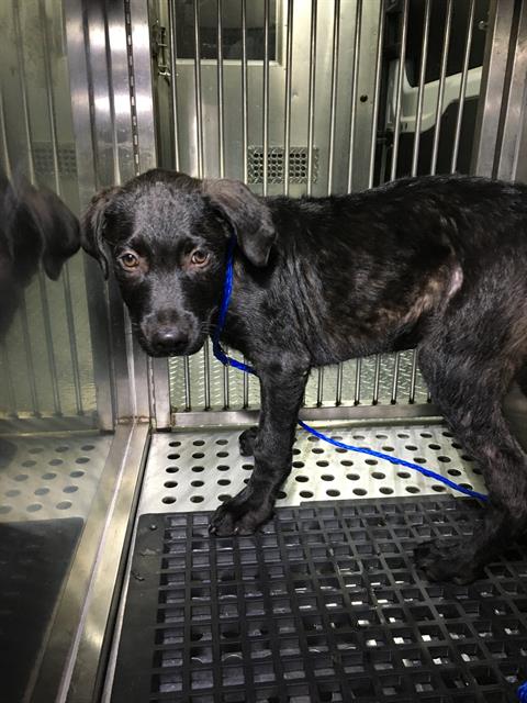 adoptable Dog in Dallas, TX named OAKLEY